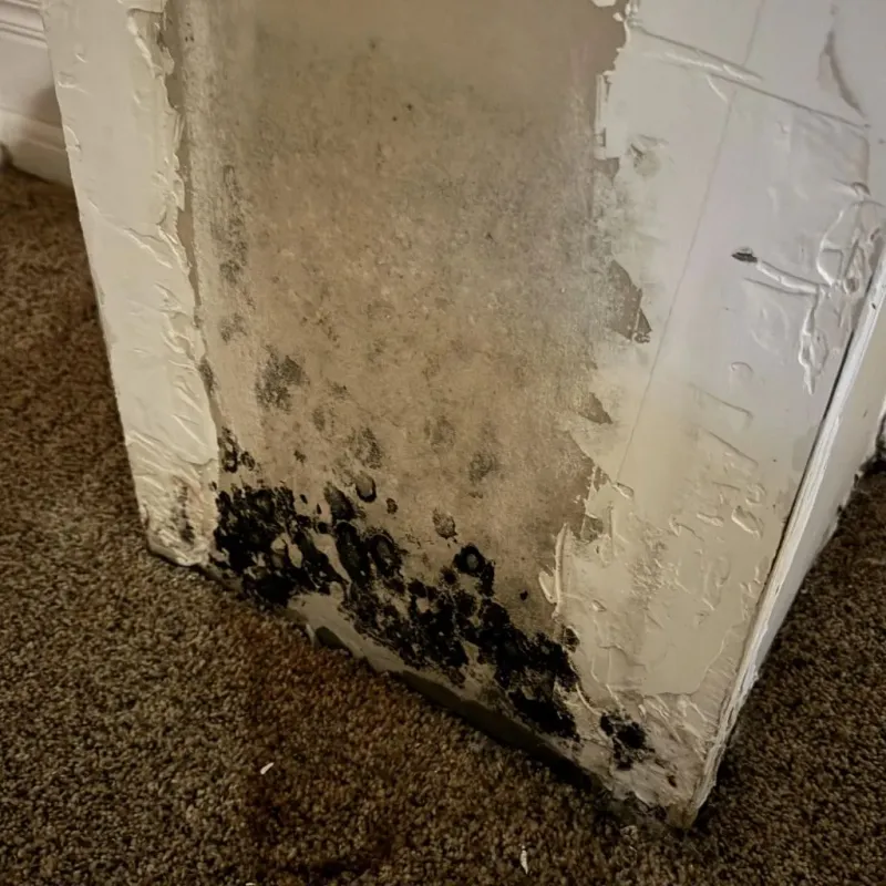 Professional Mold Removal in Crane, TX
